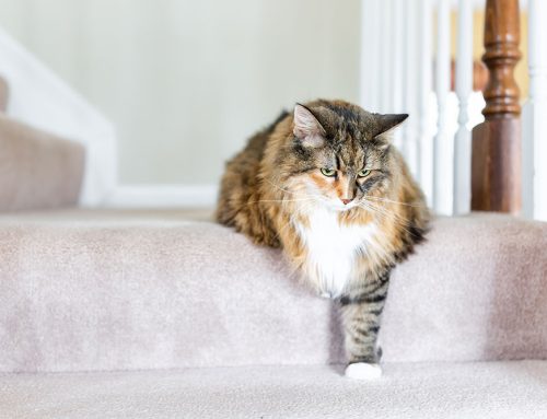 Relief for Cats with Arthritis Pain